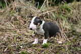 BULL TERRIER MINIATURE 254